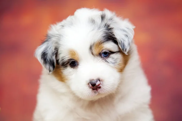 오스트레일리아의 귀여운 강아지 — 스톡 사진