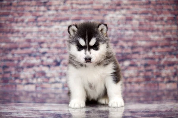 Zbliżenie Portret Husky Szczeniak — Zdjęcie stockowe