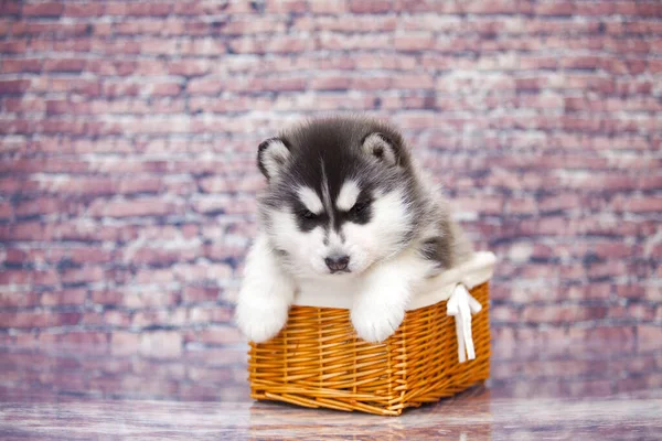 Niedliche Husky Welpen Weidenkorb — Stockfoto