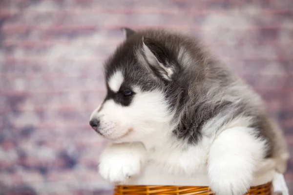 Cute Husky Puppy Wicker Basket — Stock Photo, Image