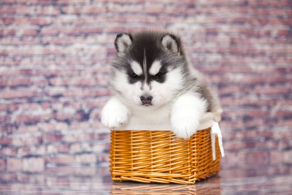 Niedliche Husky Welpen Weidenkorb — Stockfoto