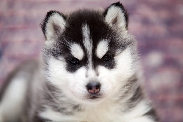 Close Retrato Cachorro Husky — Fotografia de Stock