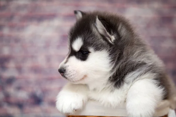 Cachorrinho Husky Bonito Cesta Vime — Fotografia de Stock