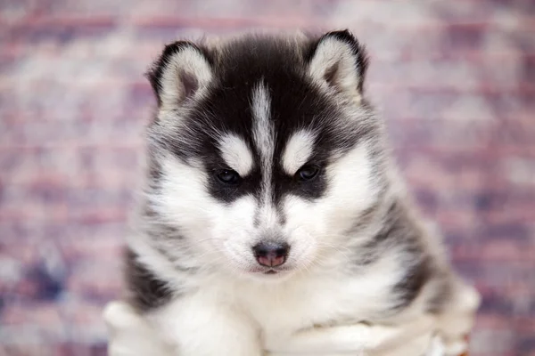 Close Retrato Cachorro Husky — Fotografia de Stock