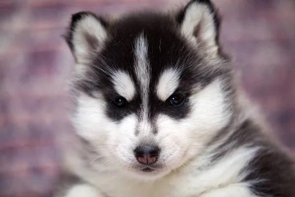 Close Retrato Cachorro Husky — Fotografia de Stock