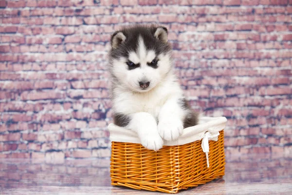 Cute Husky Puppy Wicker Basket — Stock Photo, Image