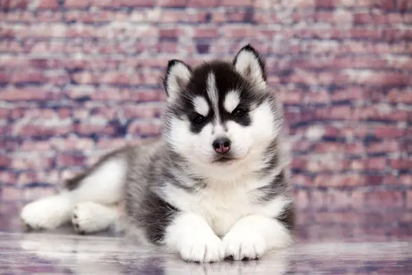 Primer Plano Retrato Husky Cachorro — Foto de Stock