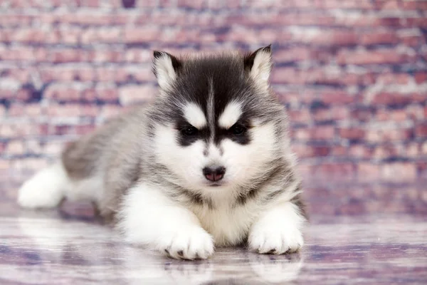 Close Retrato Cachorro Husky — Fotografia de Stock