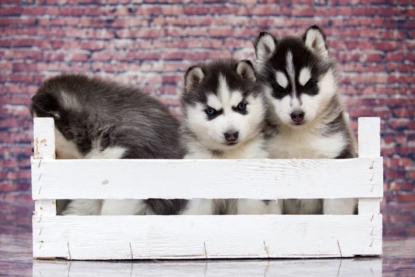 Husky Filhotes Perto — Fotografia de Stock