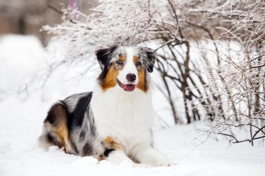 Avustralya çoban köpeği.