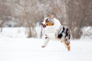Avustralyalı çoban karlı parkta eğleniyor.