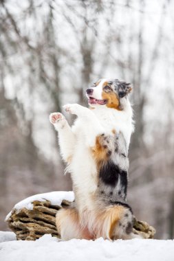 Avustralyalı çoban karlı parkta eğleniyor.