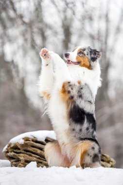 Avustralyalı çoban karlı parkta eğleniyor.