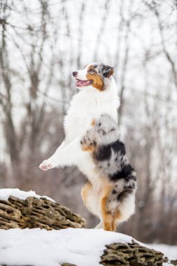 Avustralyalı çoban karlı parkta eğleniyor.