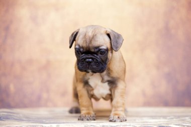 Stüdyoda şirin bir Fransız Bulldog köpeği