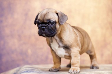 Stüdyoda şirin bir Fransız Bulldog köpeği