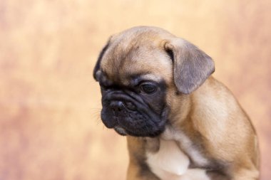 Stüdyoda şirin bir Fransız Bulldog köpeği