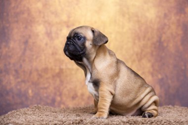 Stüdyoda şirin bir Fransız Bulldog köpeği