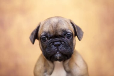 Stüdyoda şirin bir Fransız Bulldog köpeği