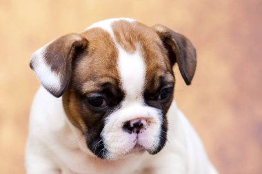 Stüdyoda şirin bir Fransız Bulldog köpeği