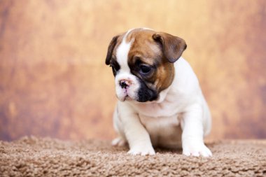 Stüdyoda şirin bir Fransız Bulldog köpeği