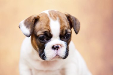 Stüdyoda şirin bir Fransız Bulldog köpeği