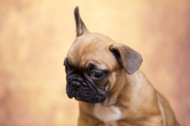 Stüdyoda şirin bir Fransız Bulldog köpeği