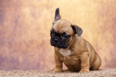 Stüdyoda şirin bir Fransız Bulldog köpeği