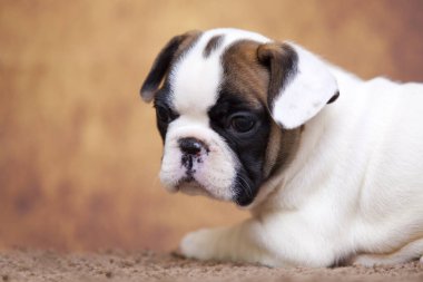 Stüdyoda şirin bir Fransız Bulldog köpeği