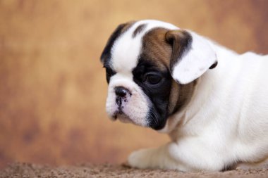 Stüdyoda şirin bir Fransız Bulldog köpeği