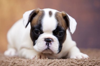 Stüdyoda şirin bir Fransız Bulldog köpeği