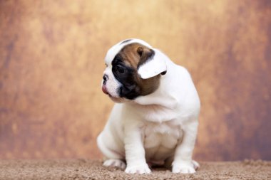 Stüdyoda şirin bir Fransız Bulldog köpeği