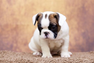 Stüdyoda şirin bir Fransız Bulldog köpeği