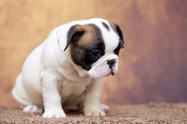 Stüdyoda şirin bir Fransız Bulldog köpeği