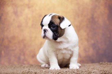 Stüdyoda şirin bir Fransız Bulldog köpeği