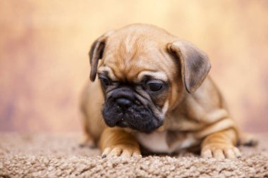 Stüdyoda şirin bir Fransız Bulldog köpeği