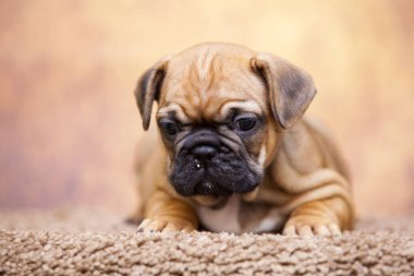 Stüdyoda şirin bir Fransız Bulldog köpeği