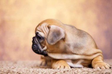 Stüdyoda şirin bir Fransız Bulldog köpeği