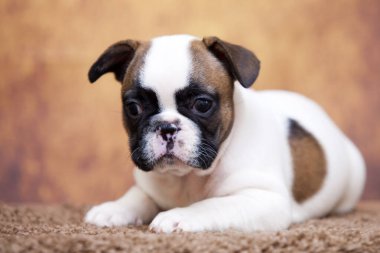 Stüdyoda şirin bir Fransız Bulldog köpeği