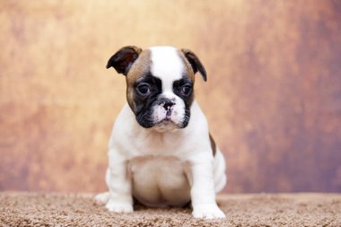 Stüdyoda şirin bir Fransız Bulldog köpeği
