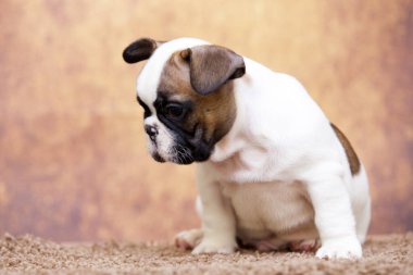 Stüdyoda şirin bir Fransız Bulldog köpeği