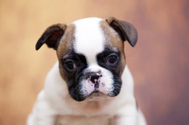 Stüdyoda şirin bir Fransız Bulldog köpeği