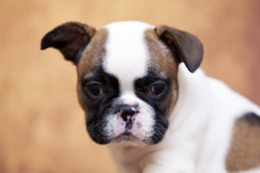 Stüdyoda şirin bir Fransız Bulldog köpeği