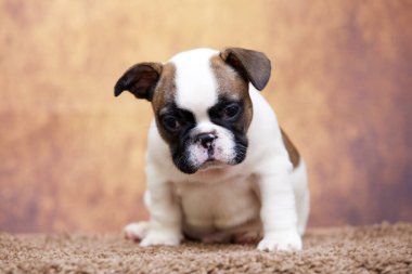 Stüdyoda şirin bir Fransız Bulldog köpeği