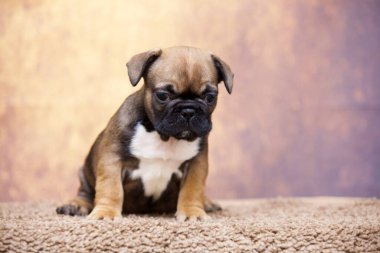 Stüdyoda şirin bir Fransız Bulldog köpeği