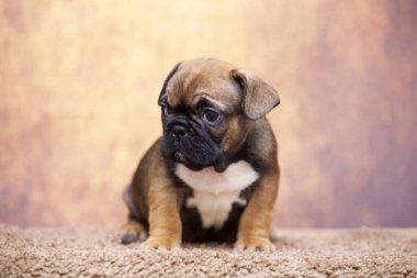 Stüdyoda şirin bir Fransız Bulldog köpeği