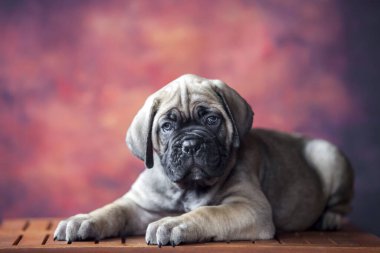 Şirin Köpek Çubuğu Corso. 