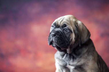 Şirin Köpek Çubuğu Corso. 