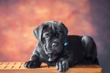 Şirin Köpek Çubuğu Corso. 