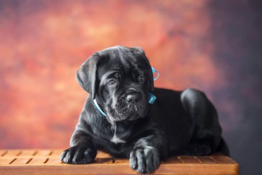 Şirin Köpek Çubuğu Corso. 